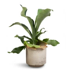 Novi Plant Pot - Grey Washed -Plant Supplies Sale Platycerium Bifurcatum Common Staghorn Fern 12x40cm Novi Plant Pot Grey Washed 15x13.5cm d1acab64 28ab 4fe9 bc85 8a192ddea653