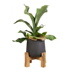 Patt Plant Pot - Low Stand - Black Washed -Plant Supplies Sale Platycerium Bifurcatum Common Staghorn Fern 12x40cm Patt Plant Pot Low Stand Black Washed 21x20cm 1 5e6172b0 8676 4520 84d6 aaf8dfd59d0c