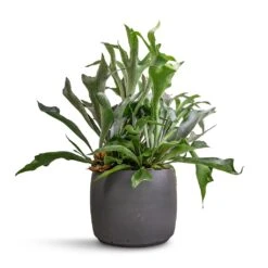 Mini Valerie Plant Pot - Black Washed -Plant Supplies Sale Platycerium bifurcatum Common Staghorn Fern 26x60cm Mini Valerie Plant Pot Black Washed 36x28cm 71483ff2 50cd 470a 8b60 e34bb15bdf7e