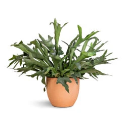 Terracotta Plant Pot -Plant Supplies Sale Platycerium bifurcatum Common Staghorn Fern 28x60cm Terracotta Plant Pot 38x33cm 2