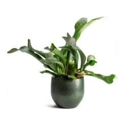 Zembla Plant Pot - Green -Plant Supplies Sale Platycerium bifurcatum Common Staghorn Fern Zembla Plant Pot