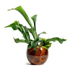 Kae Plant Pot - Cayenne -Plant Supplies Sale Platycerium bifurcatum Common Staghorn Fern kae cayenne plant pot a7b53727 2243 41b6 ba62 03d2e69207bd