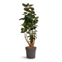 Polyscias Fabian - Aralia Fabian -Plant Supplies Sale Polyscias Fabian Aralia Fabian 24x80cm
