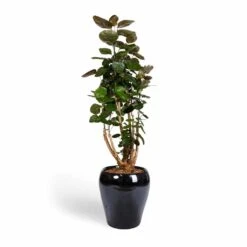 Polyscias Fabian - Aralia Fabian -Plant Supplies Sale Polyscias Fabian Aralia Fabian 24x80cm Amora Plant Pot Anthracite Mirror 32x32cm