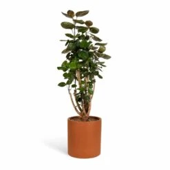 Polyscias Fabian - Aralia Fabian -Plant Supplies Sale Polyscias Fabian Aralia Fabian 24x80cm Max Refined Planter Canyon Orange 29x29.5cm