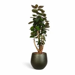Polyscias Fabian - Aralia Fabian -Plant Supplies Sale Polyscias Fabian Aralia Fabian 24x80cm Noor Plant Pot Velvet Green 33x30cm