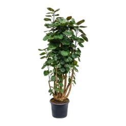 Polyscias Fabian - Aralia Fabian -Plant Supplies Sale Polyscias Fabian Aralia Fabian 29x115cm