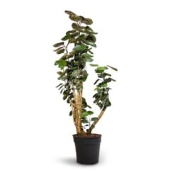 Polyscias Fabian - Aralia Fabian -Plant Supplies Sale Polyscias Fabian Aralia Fabian 30x140cm