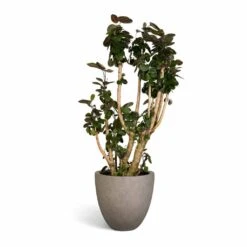 Polyscias Fabian - Aralia Fabian -Plant Supplies Sale Polyscias Fabian Aralia Fabian 30x140cm Grigio Egg Pot Planter Natural Concrete 40x36cm