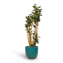 Polyscias Fabian - Aralia Fabian -Plant Supplies Sale Polyscias Fabian Aralia Fabian 30x150cm Felix Planters Ocean Blue 37x33cm