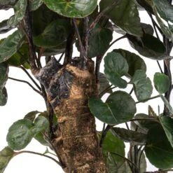 Polyscias Fabian - Aralia Fabian -Plant Supplies Sale Polyscias Fabian Aralia Fabian SWATCH