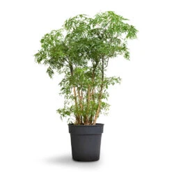 Polyscias Ming - Aralia Ming -Plant Supplies Sale Polyscias Ming Aralia Ming 19x60cm
