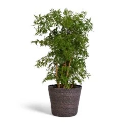 Polyscias Ming - Aralia Ming -Plant Supplies Sale Polyscias Ming Aralia Ming 19x60cm Igmar Plant Basket Grey 22x19cm