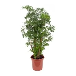 Polyscias Ming - Aralia Ming -Plant Supplies Sale Polyscias Ming Aralia Ming 21x80cm