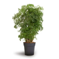 Polyscias Ming - Aralia Ming -Plant Supplies Sale Polyscias Ming Aralia Ming 24x80cm