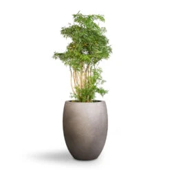Grigio Tall Balloon Planter - Natural Concrete -Plant Supplies Sale Polyscias Ming Aralia Ming 24x80cm Grigio Tall Balloon Planter Natural Concrete 40x50cm 1 c61e6f54 217e 409c a403 f5ac0358c30e