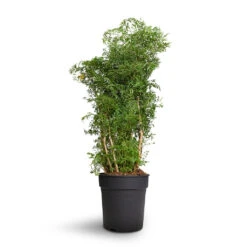 Polyscias Ming - Aralia Ming -Plant Supplies Sale Polyscias Ming Aralia Ming 24x80cm 2