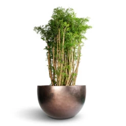 Polyscias Ming - Aralia Ming -Plant Supplies Sale Polyscias Ming Aralia Ming 27x110cm Metallic Plant Bowl Matt Coffee 45x27cm