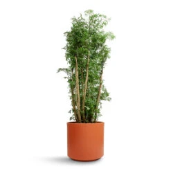Polyscias Ming - Aralia Ming -Plant Supplies Sale Polyscias Ming Aralia Ming 27x110cm Prague Plant Pot Cayenne 28x24cm 837d3368 c294 4074 9145 8949759934e8