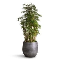 Polyscias Ming - Aralia Ming -Plant Supplies Sale Polyscias Ming Aralia Ming 27x90 Esra Plant Pot Mystic Grey 36x32cm