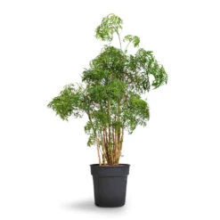 Polyscias Ming - Aralia Ming -Plant Supplies Sale Polyscias Ming Aralia Ming 27x90cm