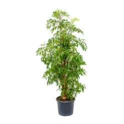 Polyscias Ming - Aralia Ming -Plant Supplies Sale Polyscias Ming Aralia Ming 29x130cm