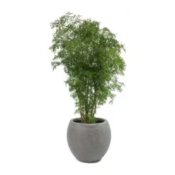 Polyscias Ming - Aralia Ming -Plant Supplies Sale Polyscias Ming Aralia Ming Abby Plant Pot