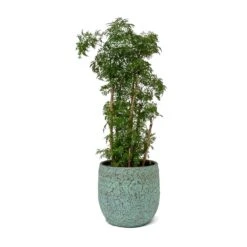 Polyscias Ming - Aralia Ming -Plant Supplies Sale Polyscias Ming Aralia Ming Evi Plant Pot Antique Bronze
