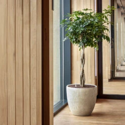 Raindrop Egg Planter - Stone -Plant Supplies Sale Raindrop Couple Stone