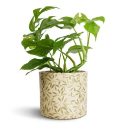 Lazzaro Plant Pot - Sage Foliage -Plant Supplies Sale Rhaphidophora tetrasperma Monstera minima 12x25cm Lazzaro Plant Pot Sage Foliage 15x13cm
