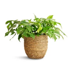 Cody Plant Pot - Straw Grass -Plant Supplies Sale Rhaphidophora tetrasperma Monstera minima 15x25cm Cody Plant Pot Straw Grass 22x20cm a01898d3 36eb 4449 bfff f595c0b910e5