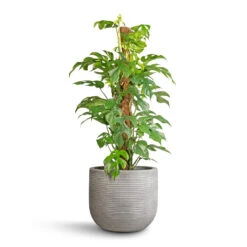 Cody Plant Pot - Ridged Cement -Plant Supplies Sale Rhaphidophora tetrasperma Monstera minima Moss Pole 19x80cm Cody Plant Pot Ridged Cement 28x25cm 56836538 1827 4dcf 845f 22759ff73069
