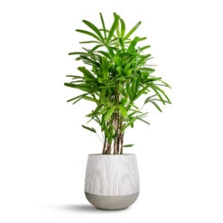 Pax Plant Pot - Ridged White Stripe -Plant Supplies Sale Rhapis excelsa Lady Palm 27x110cm Pax Plant Pot Ridge White Stripe 40x36cm ebf3f0ed 909b 45f2 af74 d71166caff73