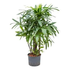 Rhapis Excelsa - Lady Palm - HydroCare -Plant Supplies Sale Rhapis excelsa Lady Palm Hydroculture 25 19x120cm