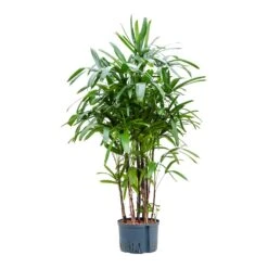 Rhapis Excelsa - Lady Palm - HydroCare -Plant Supplies Sale Rhapis excelsa Lady Palm Hydroculture 28 19x150cm