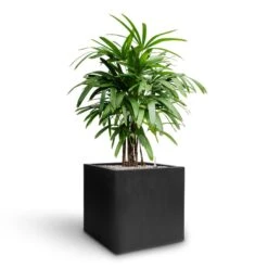 Grigio Cube Planter - Anthracite Concrete -Plant Supplies Sale Rhapis excelsa Lady Palm Hydroculture Grigio Cube Planter Anthracite Concrete