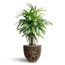 Rhapis Excelsa - Lady Palm - HydroCare -Plant Supplies Sale Rhapis excelsa Lady Palm Hydroculture Lava Couple Relic Planter Black
