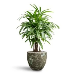 Rhapis Excelsa - Lady Palm - HydroCare -Plant Supplies Sale Rhapis excelsa Lady Palm Hydroculture Lava Couple Relic Planter Jade