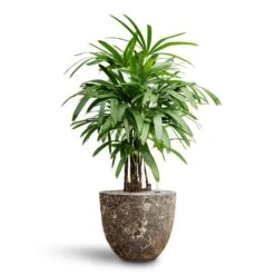 Lava Couple Relic Planter - Rust -Plant Supplies Sale Rhapis excelsa Lady Palm Hydroculture Lava Couple Relic Planter Rust 5e536bc7 6bce 4381 8138 a29825b83c9a