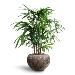 Rhapis Excelsa - Lady Palm - HydroCare -Plant Supplies Sale Rhapis excelsa Lady Palm Hydroculture Luxe Lite Waterfall Globe Planter Bronze bbfc434c af63 49a5 a921 32d4359c800d
