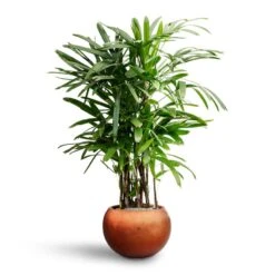 Rhapis Excelsa - Lady Palm - HydroCare -Plant Supplies Sale Rhapis excelsa Lady Palm Hydroculture Metallic Couple Plant Pot Matt Copper