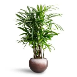 Rhapis Excelsa - Lady Palm - HydroCare -Plant Supplies Sale Rhapis excelsa Lady Palm Hydroculture Metallic Globe Plant Pot Matt Coffee