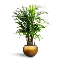 Rhapis Excelsa - Lady Palm - HydroCare -Plant Supplies Sale Rhapis excelsa Lady Palm Hydroculture Metallic Globe Plant Pot Matt Honey b1928f7e 1254 4d5f 8ba1 ba7fe24b92c8