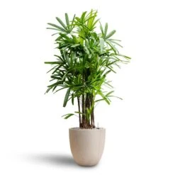Rhapis Excelsa - Lady Palm - HydroCare -Plant Supplies Sale Rhapis excelsa Lady Palm Hydroculture Raindrop Egg Planter Stone