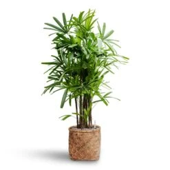 Zayn Bamboo Planter -Plant Supplies Sale Rhapis excelsa Lady Palm Hydroculture Zayn Bamboo Planter e709f8fa d1f1 45c0 bd9c e201c091f57b