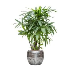 Opus Raw Couple Planter - Silver -Plant Supplies Sale Rhapis excelsa Lady Palm Hydroculture Opus Hammered Globe Planter Silver ef0fd365 6034 4926 8d5e 7989ec4ac63c