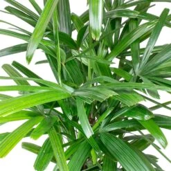 Rhapis Excelsa - Lady Palm - HydroCare -Plant Supplies Sale Rhapis excelsa Lady Palm Leaves 910e89e9 2650 4eee 88d4 abdf8b306550