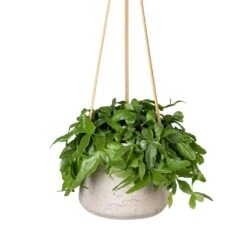 Patt Hanging Plant Pot - Grey Washed -Plant Supplies Sale Rhipsalis crispata Mistletoe Cactus 14x40cm Patt Hanging Plant Pot Grey Washed 20x17cm c23603a9 19e4 4fb4 91af 9642b8e7875b