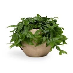 Ryan Plant Pot - Sand Gold -Plant Supplies Sale Rhipsalis crispata Mistletoe Cactus 14x40cm Ryan Plant Pot Sand Gold 18x16cm 4b9f1dbb 37d2 4568 959c 0ecaef0600cf