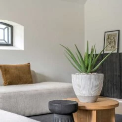 Jesslyn Plant Pot - Ridged White Stripe -Plant Supplies Sale Ridged Jesslyn Plant Pot White Stripe Aloe Vera Houseplant